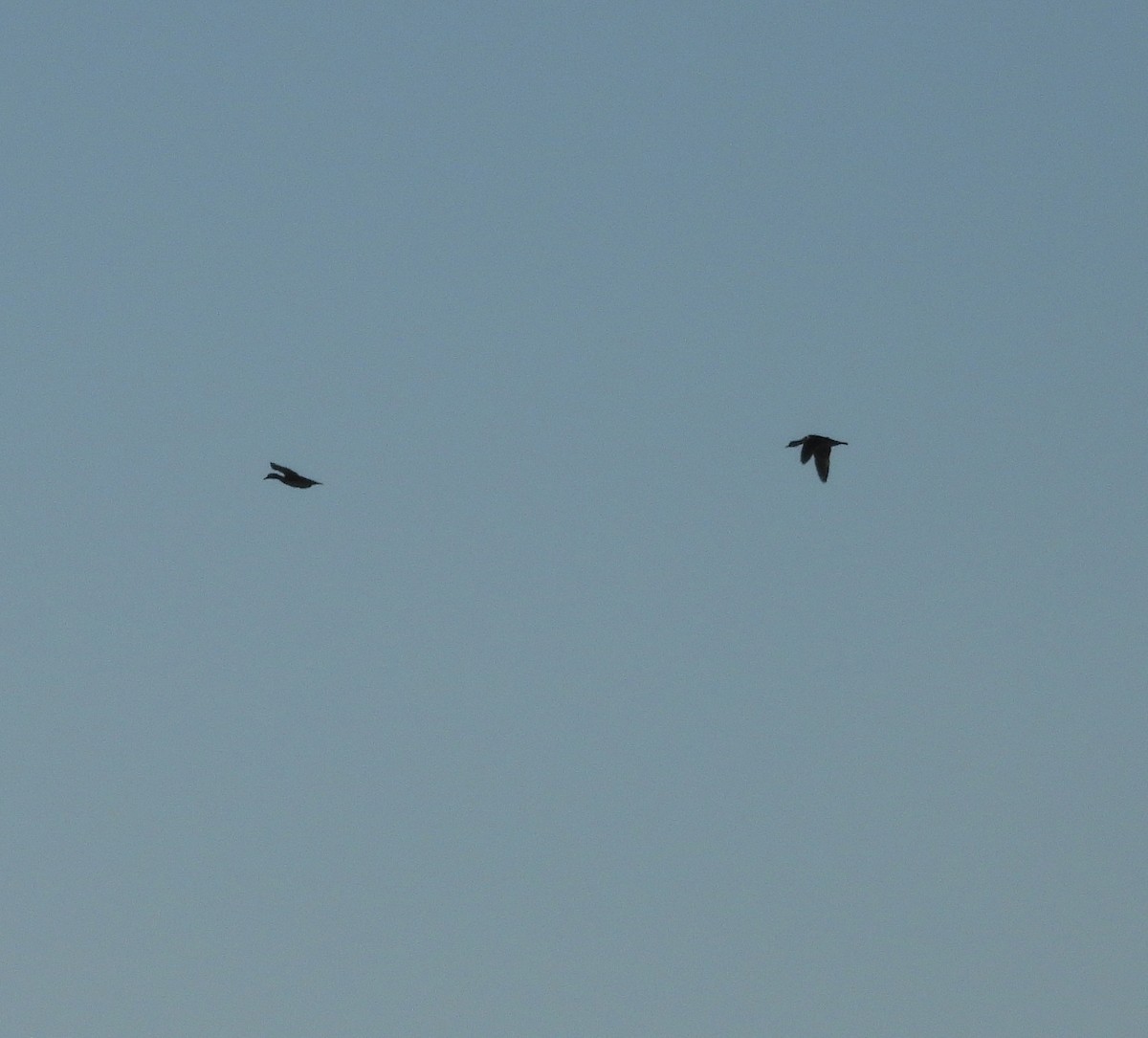 Wood Duck - ML645746136