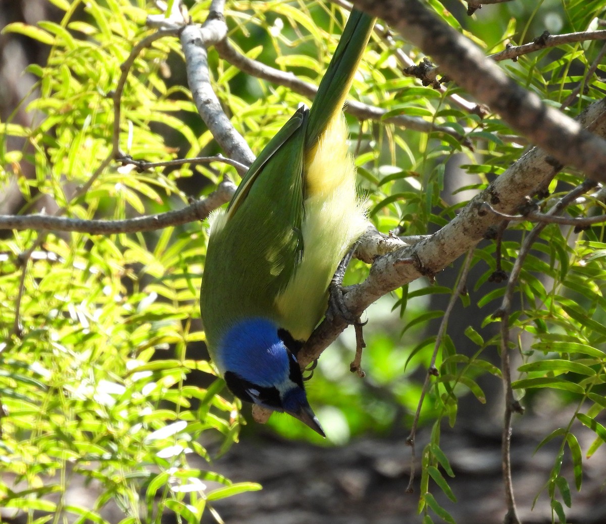 Geai vert - ML645746139