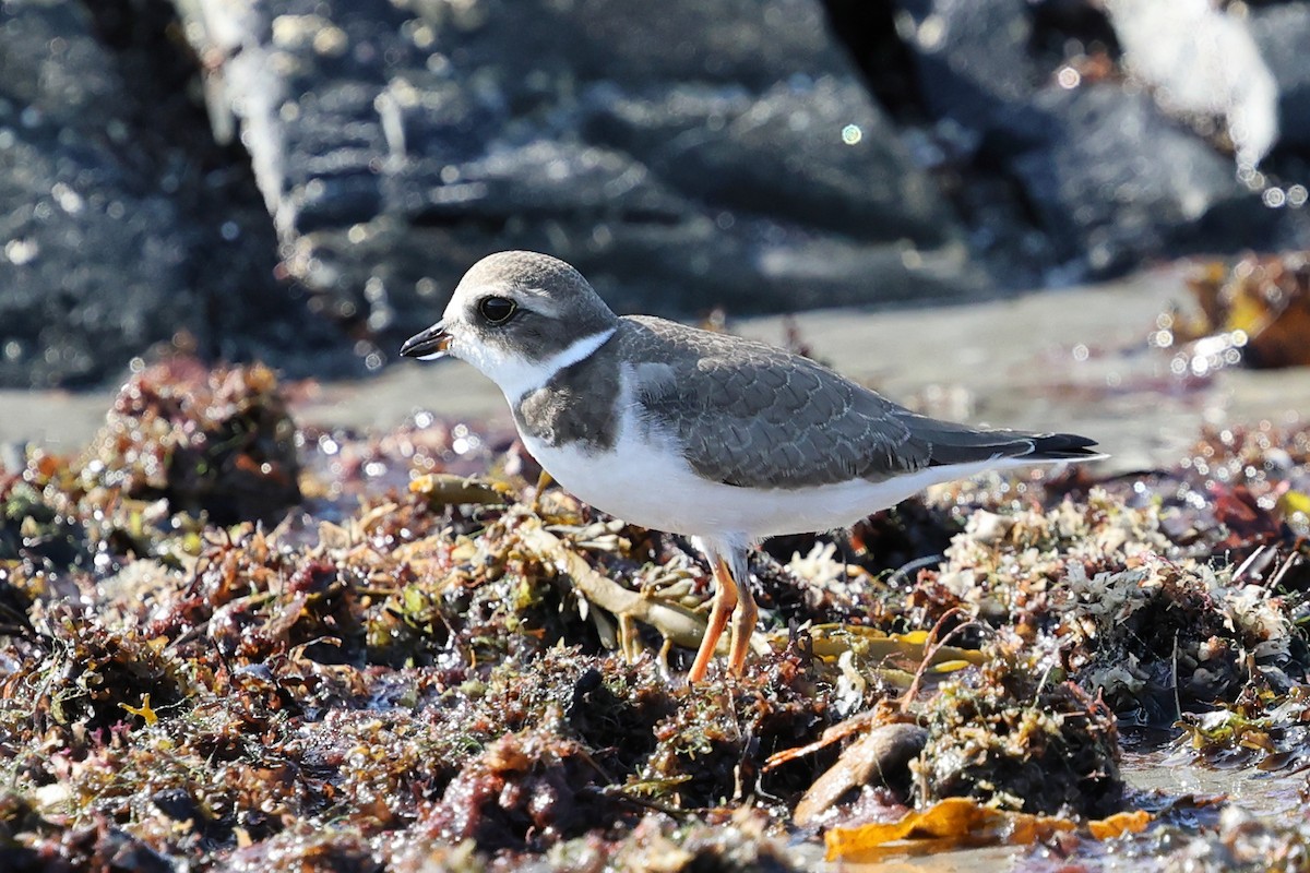 Semipalmated Plover - ML645746142