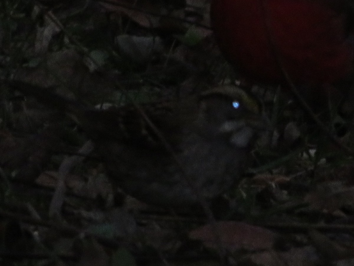 White-throated Sparrow - ML645746147