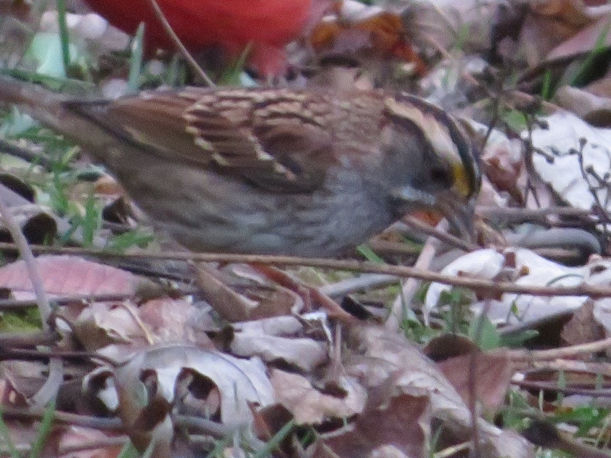 White-throated Sparrow - ML645746148
