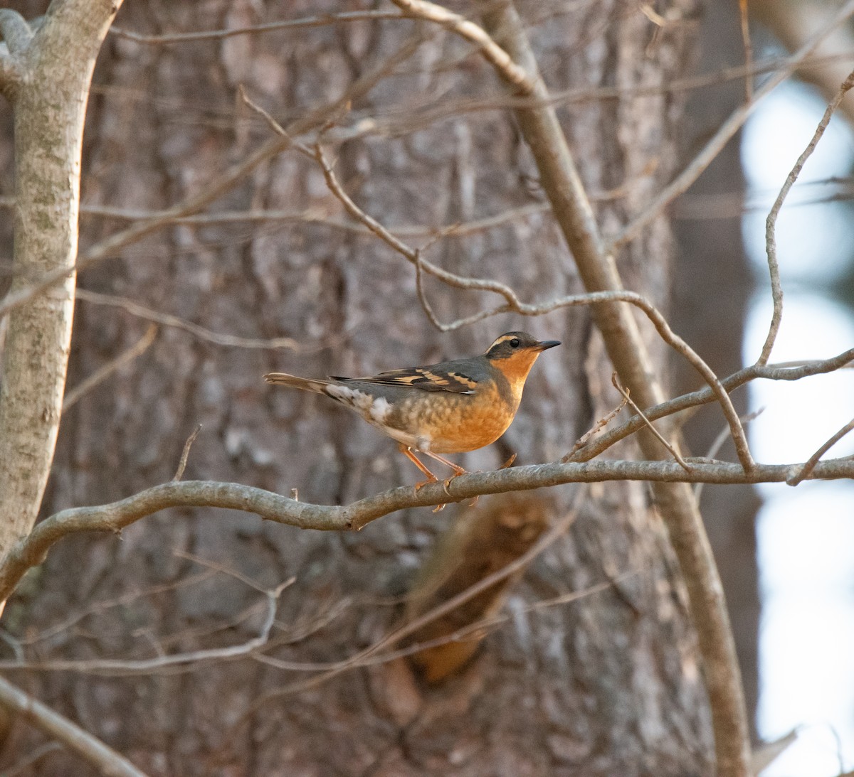 Varied Thrush - ML645746168