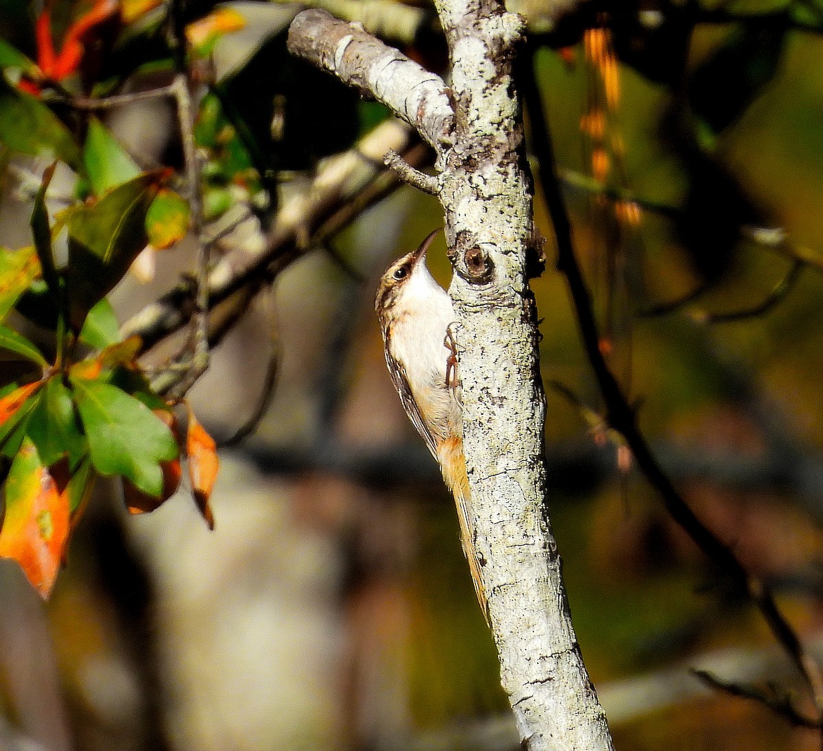 Brown Creeper - ML645746169
