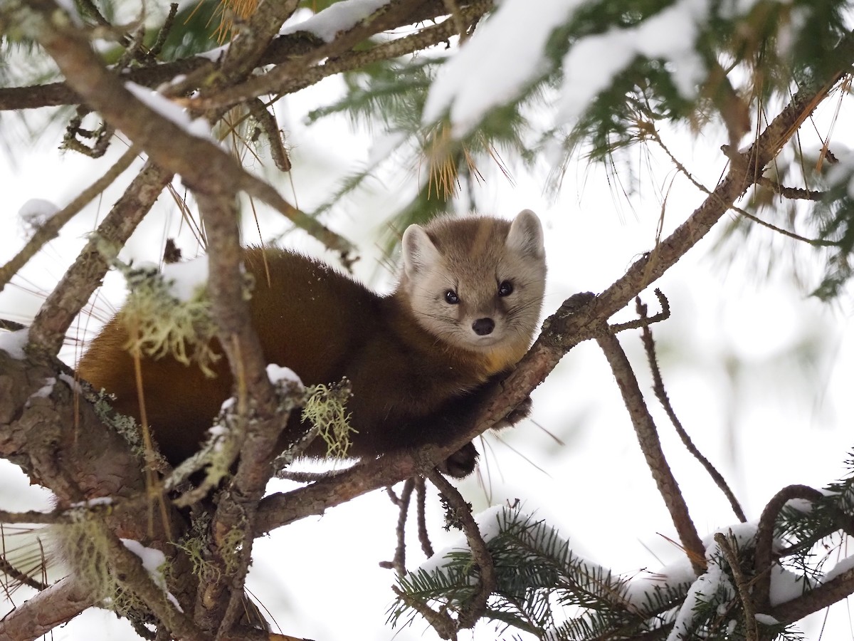 American Marten - ML645746170