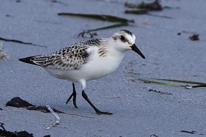 Песчанка - ML645746171