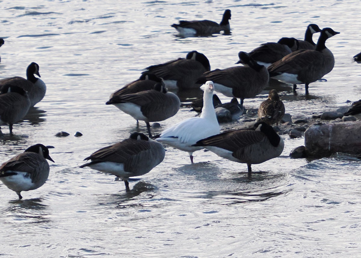 Canada Goose - ML645746175