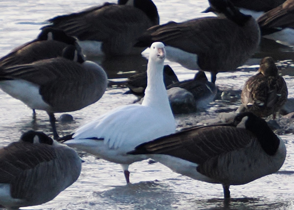 Canada Goose - ML645746176