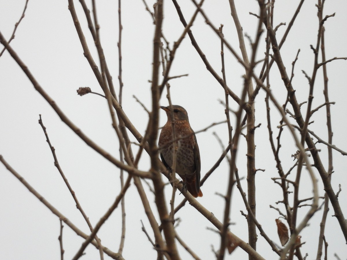 Naumann's Thrush - ML645746178
