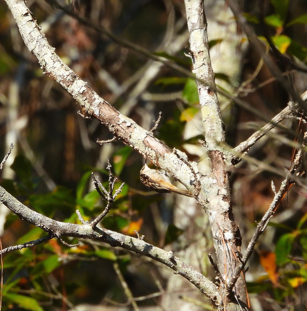 Brown Creeper - ML645746179