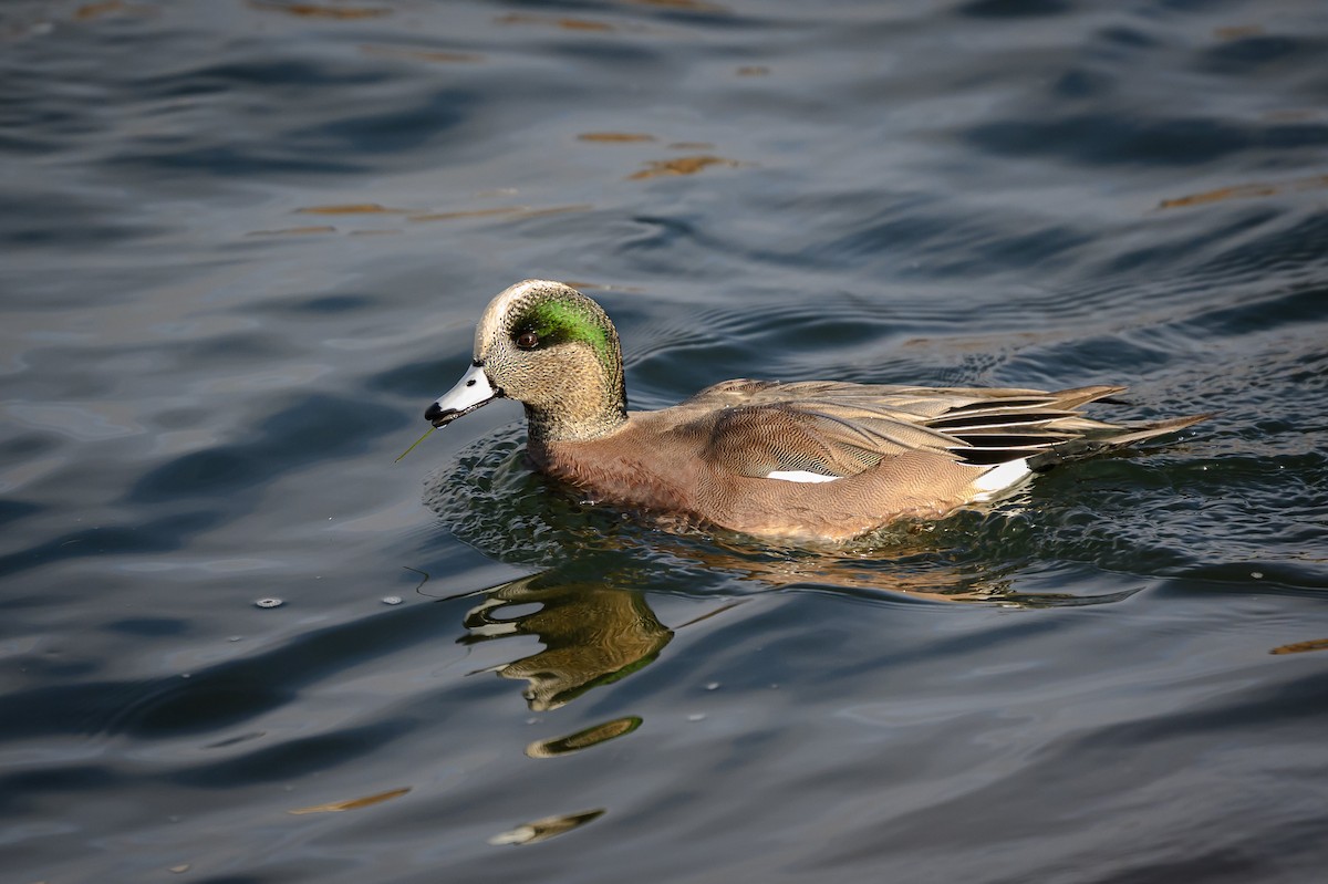 American Wigeon - ML645746182