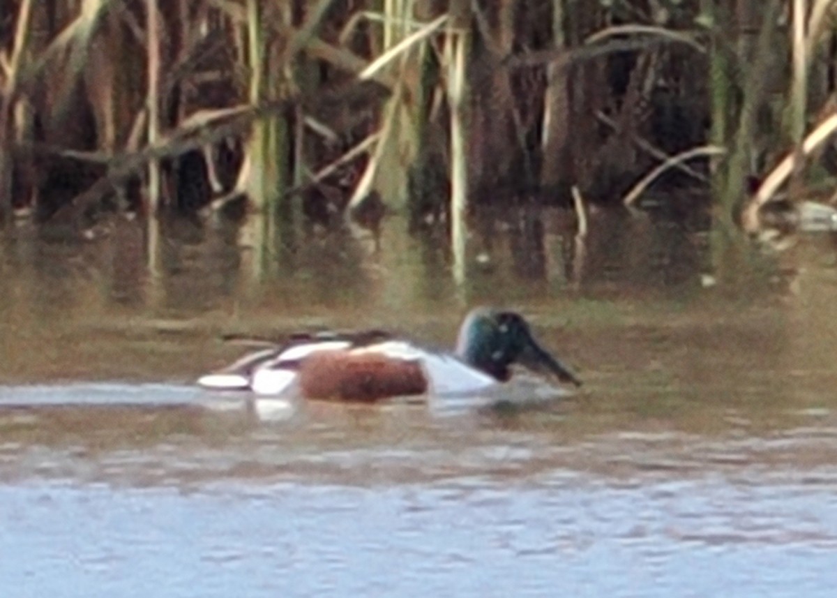 Northern Shoveler - ML645746198