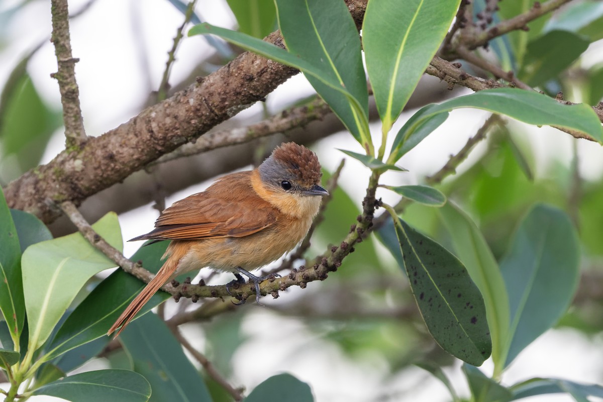 Бекард каштановий - ML645746199