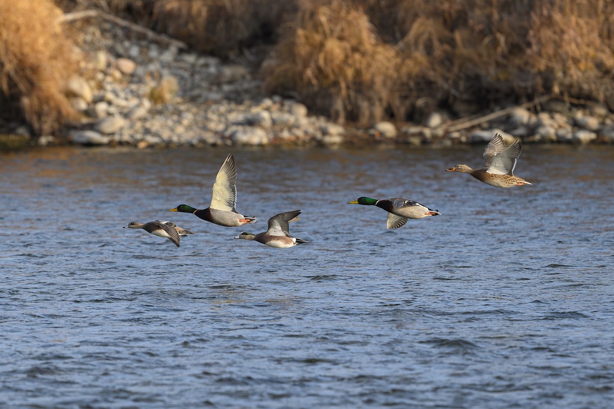 Mallard - ML645746203