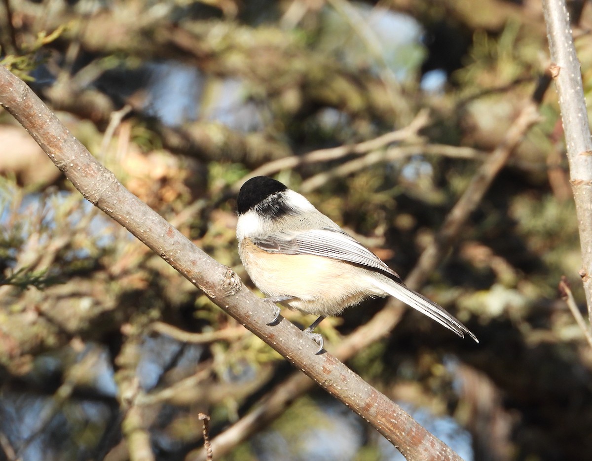 Black-capped Chickadee - ML645746207