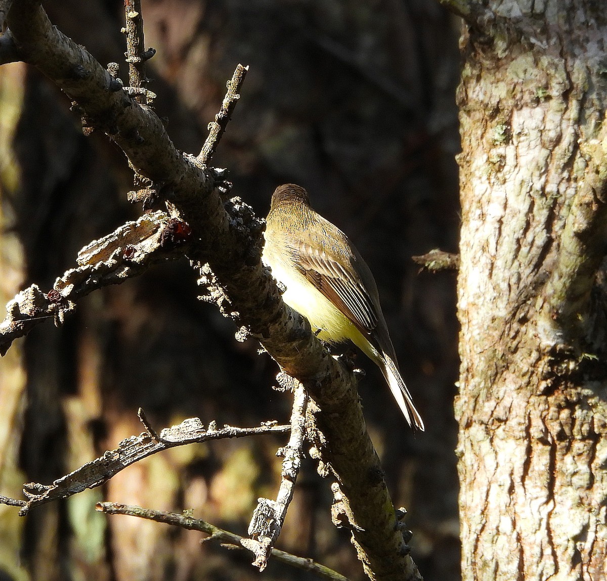 Eastern Phoebe - ML645746210