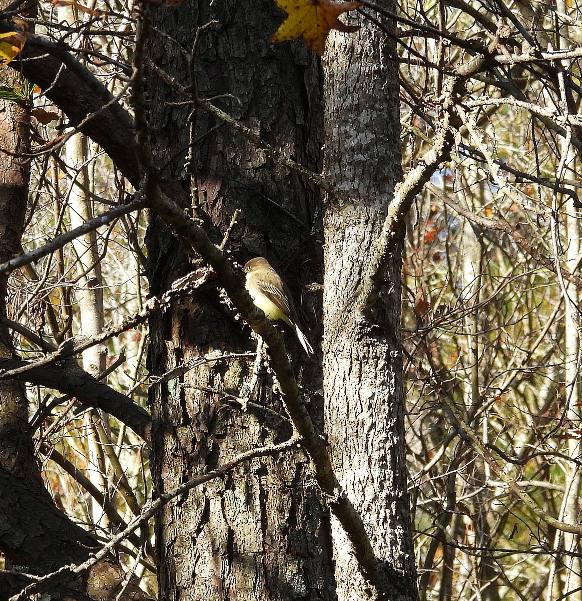 Eastern Phoebe - ML645746211