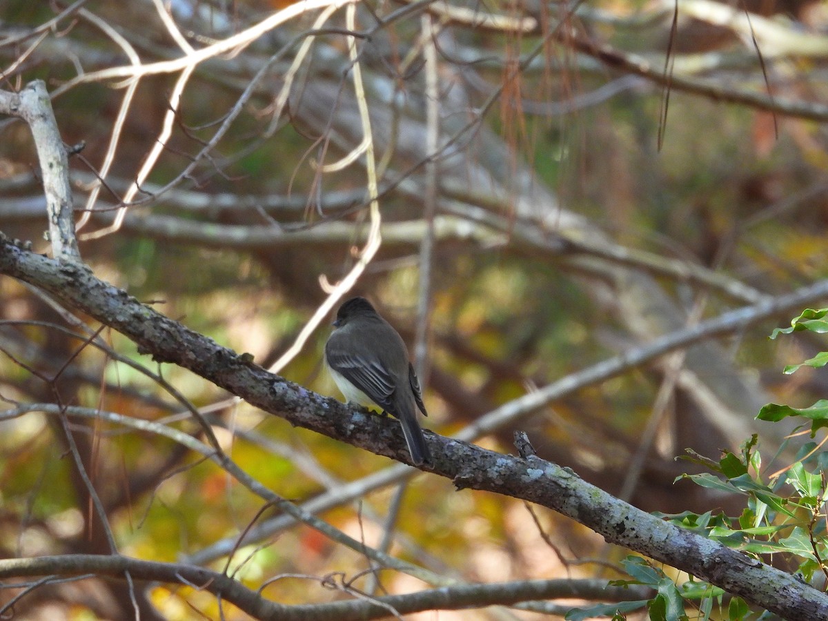 Eastern Phoebe - ML645746212