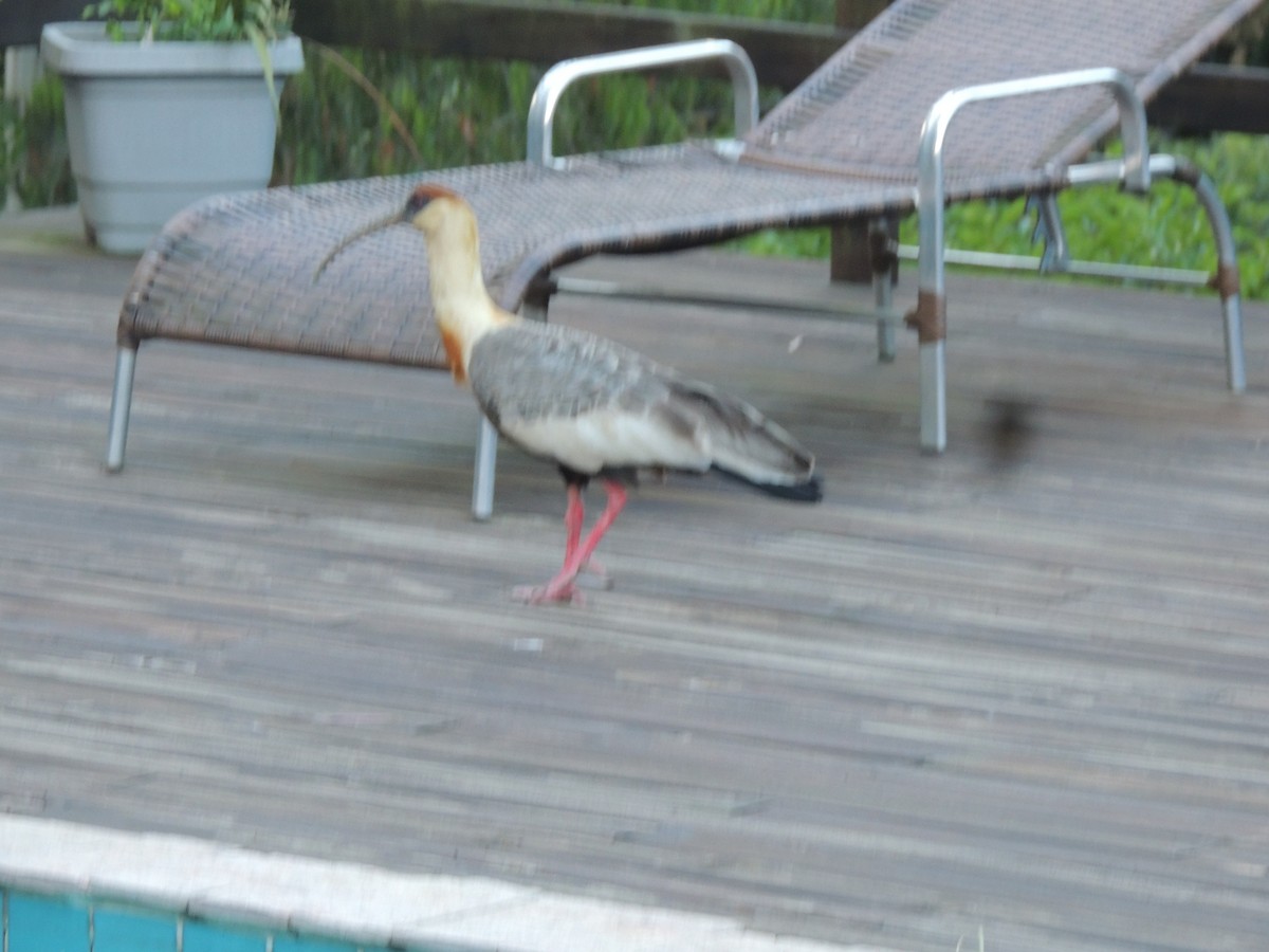 Buff-necked Ibis - ML645746214
