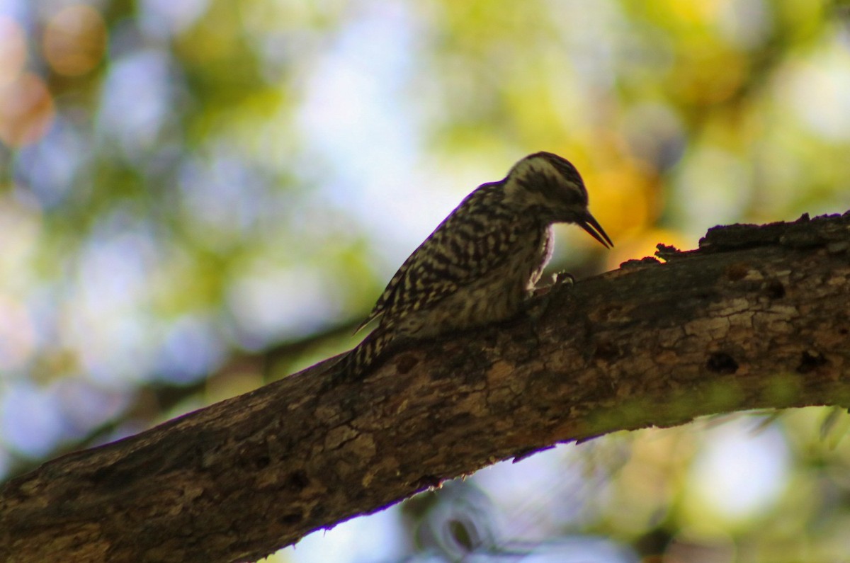 Checkered Woodpecker - ML645746220