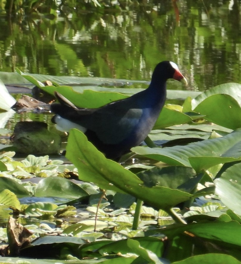 Малая султанка - ML645746221