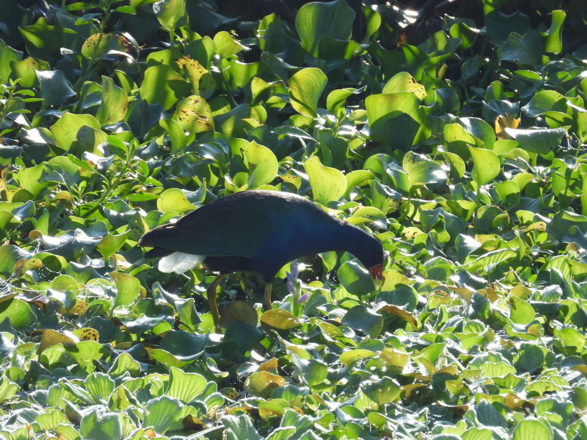 Малая султанка - ML645746222