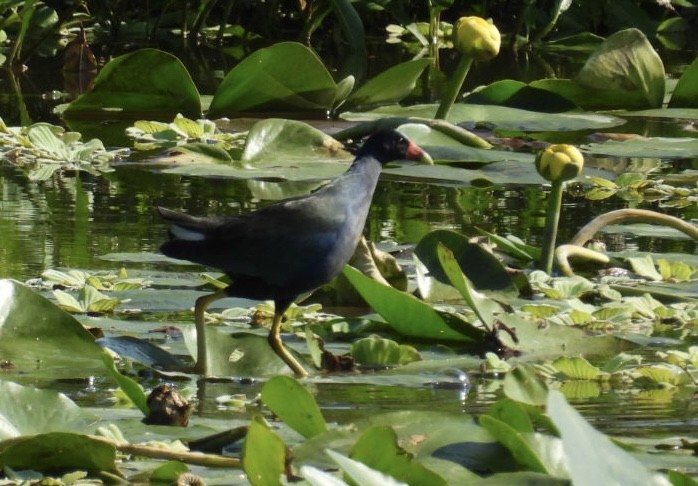 Малая султанка - ML645746223