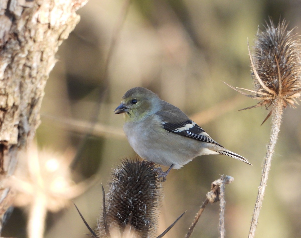 American Goldfinch - ML645746224