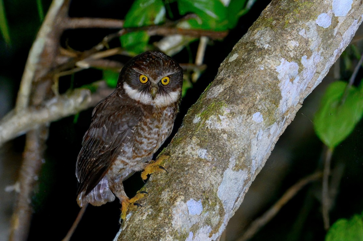 sýček guadalcanalský - ML645746227