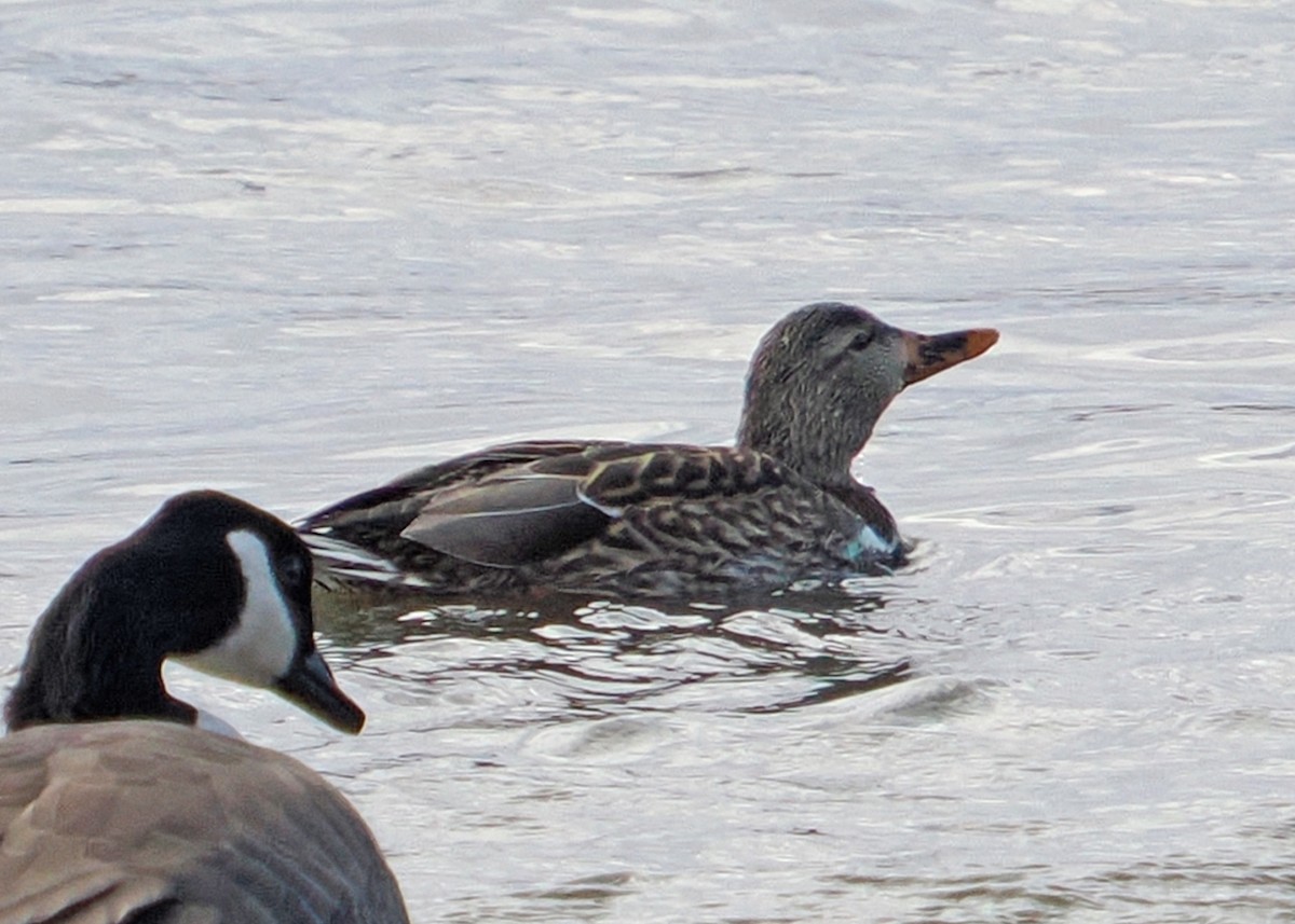American Black Duck - ML645746228