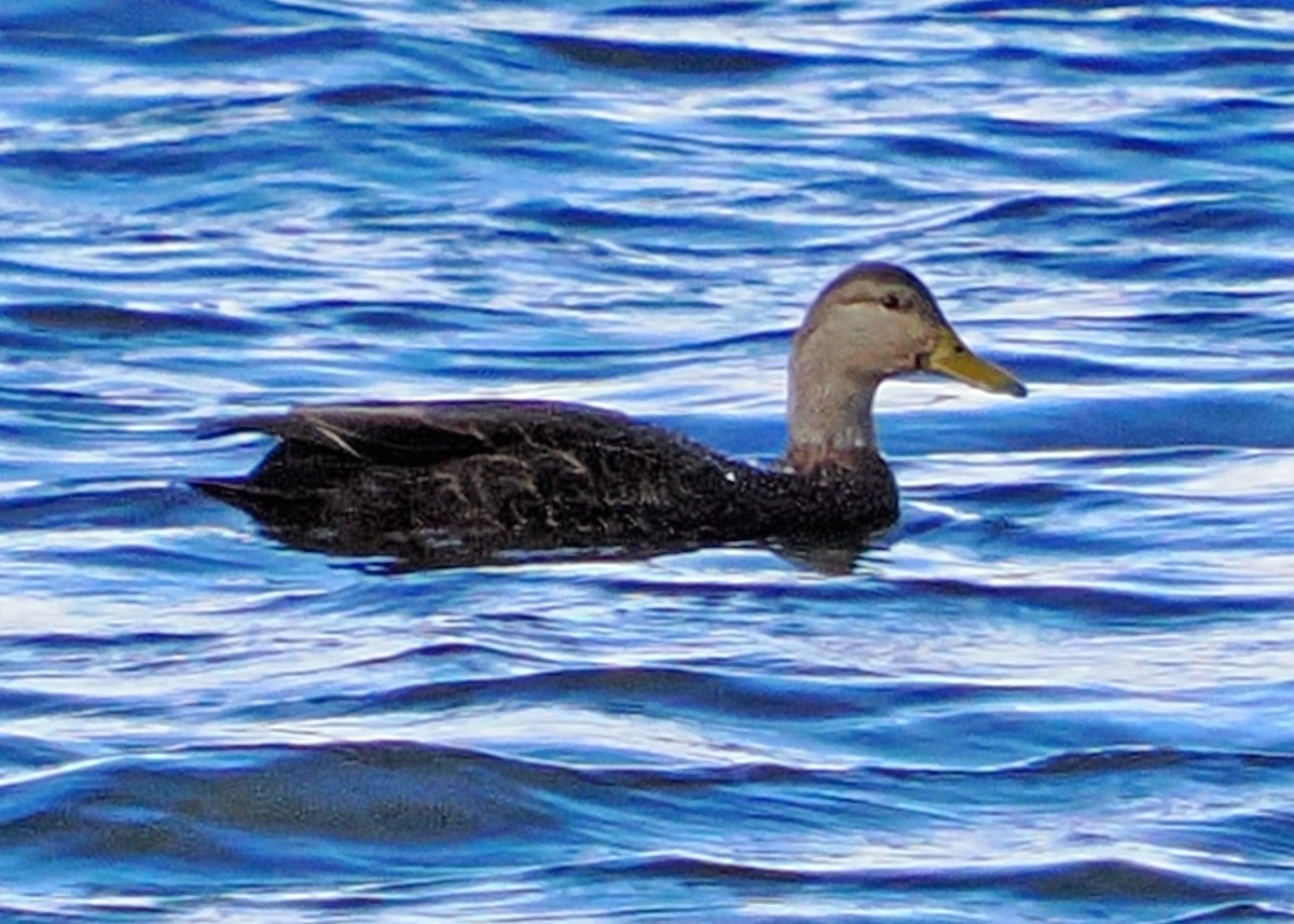 American Black Duck - ML645746229