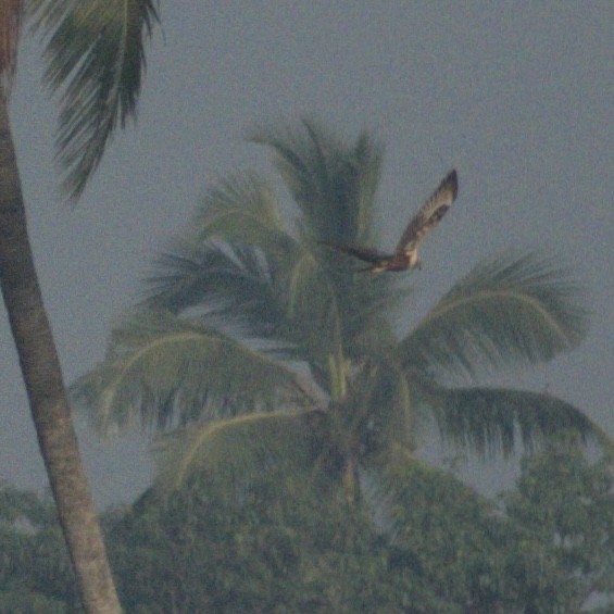 Western Marsh Harrier - ML645746233