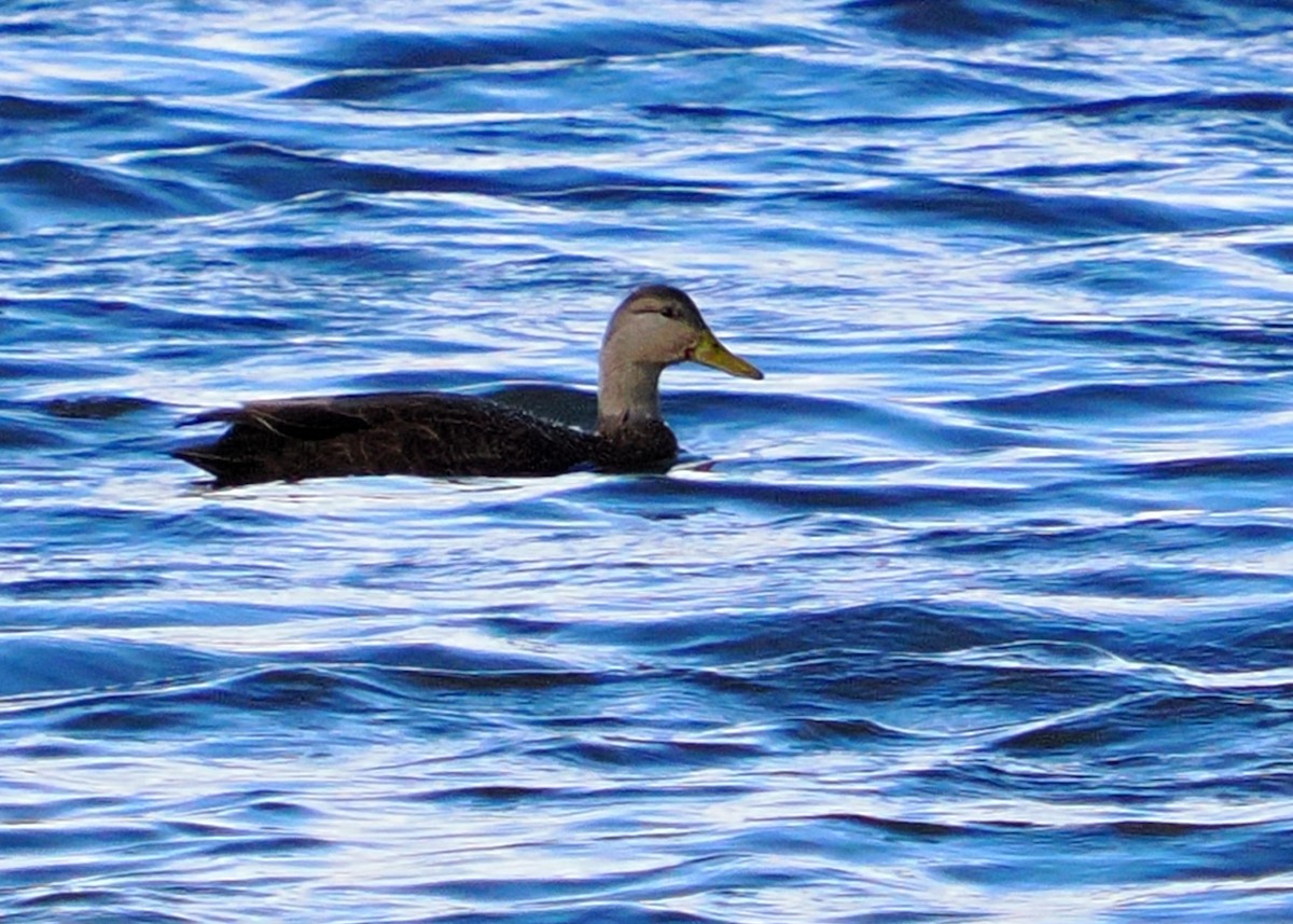 American Black Duck - ML645746234