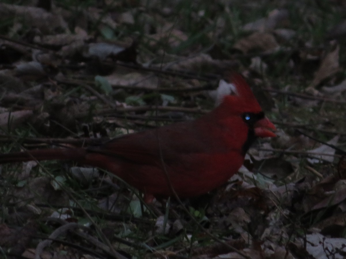 Northern Cardinal - ML645746243