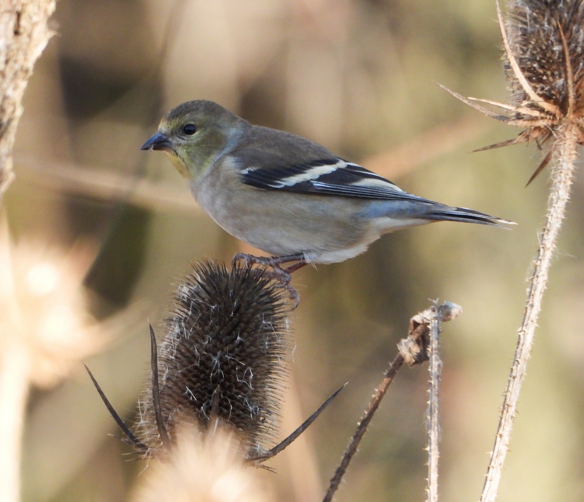American Goldfinch - ML645746251