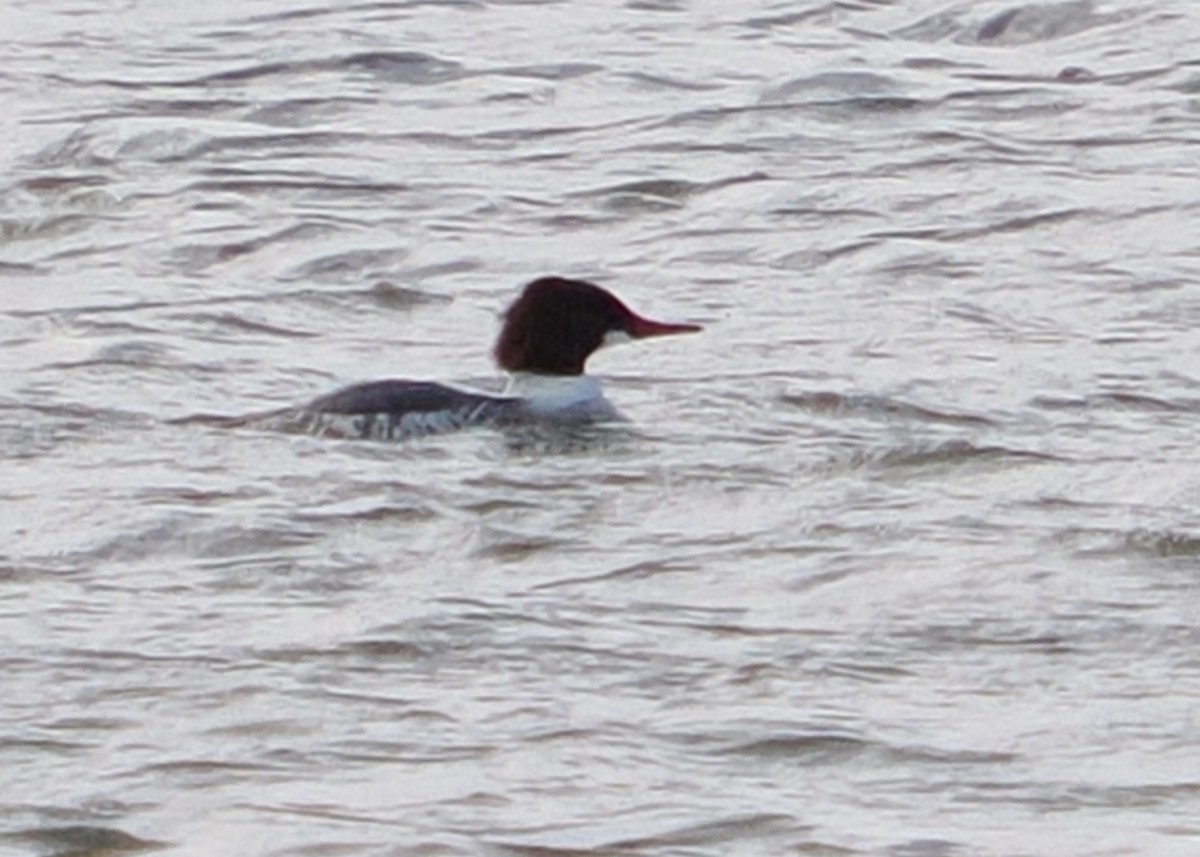 Common Merganser - ML645746252