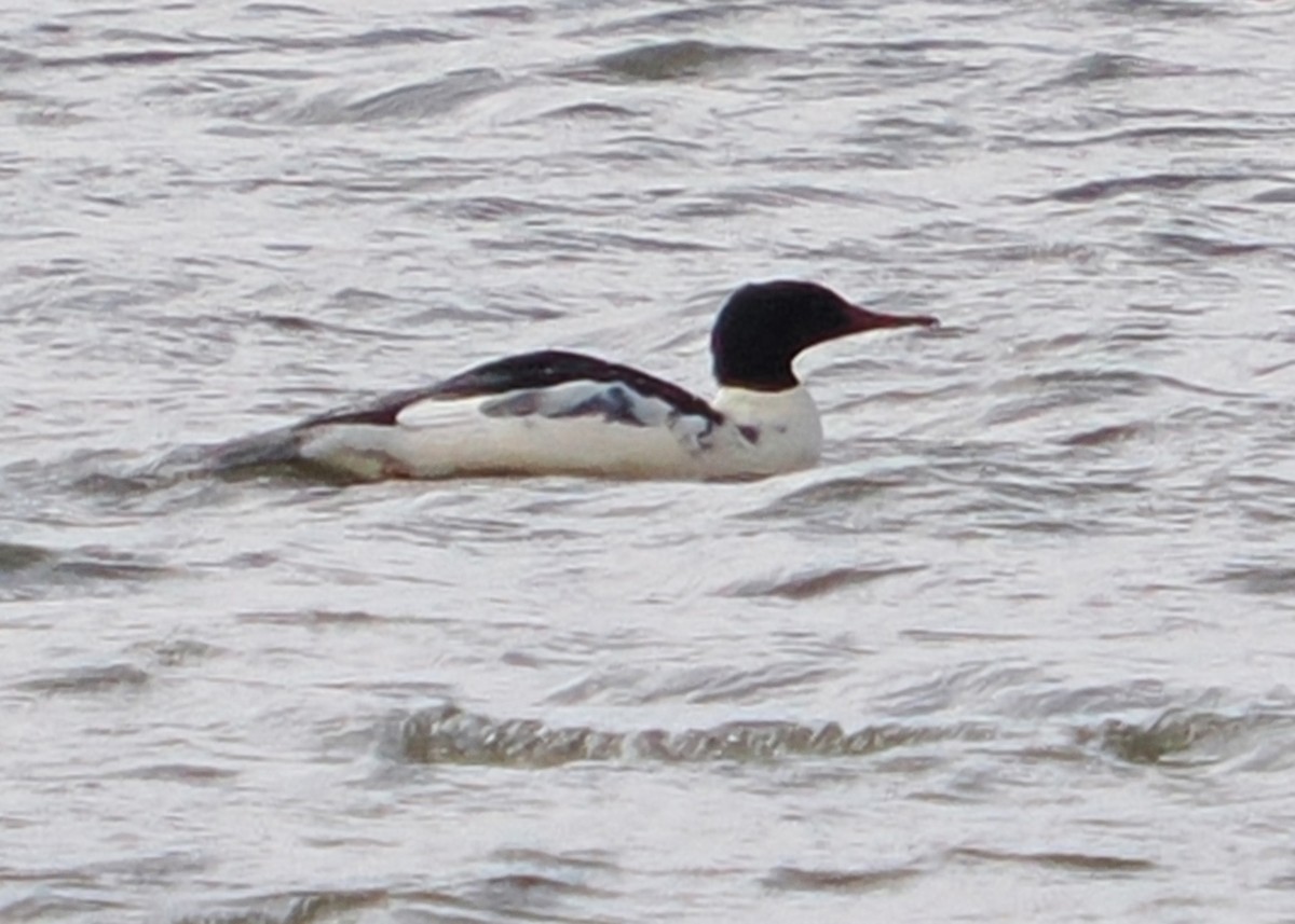 Common Merganser - ML645746253