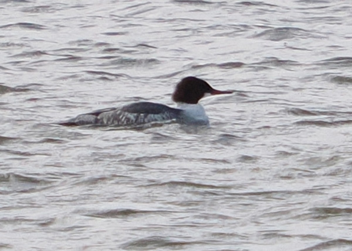 Common Merganser - ML645746254