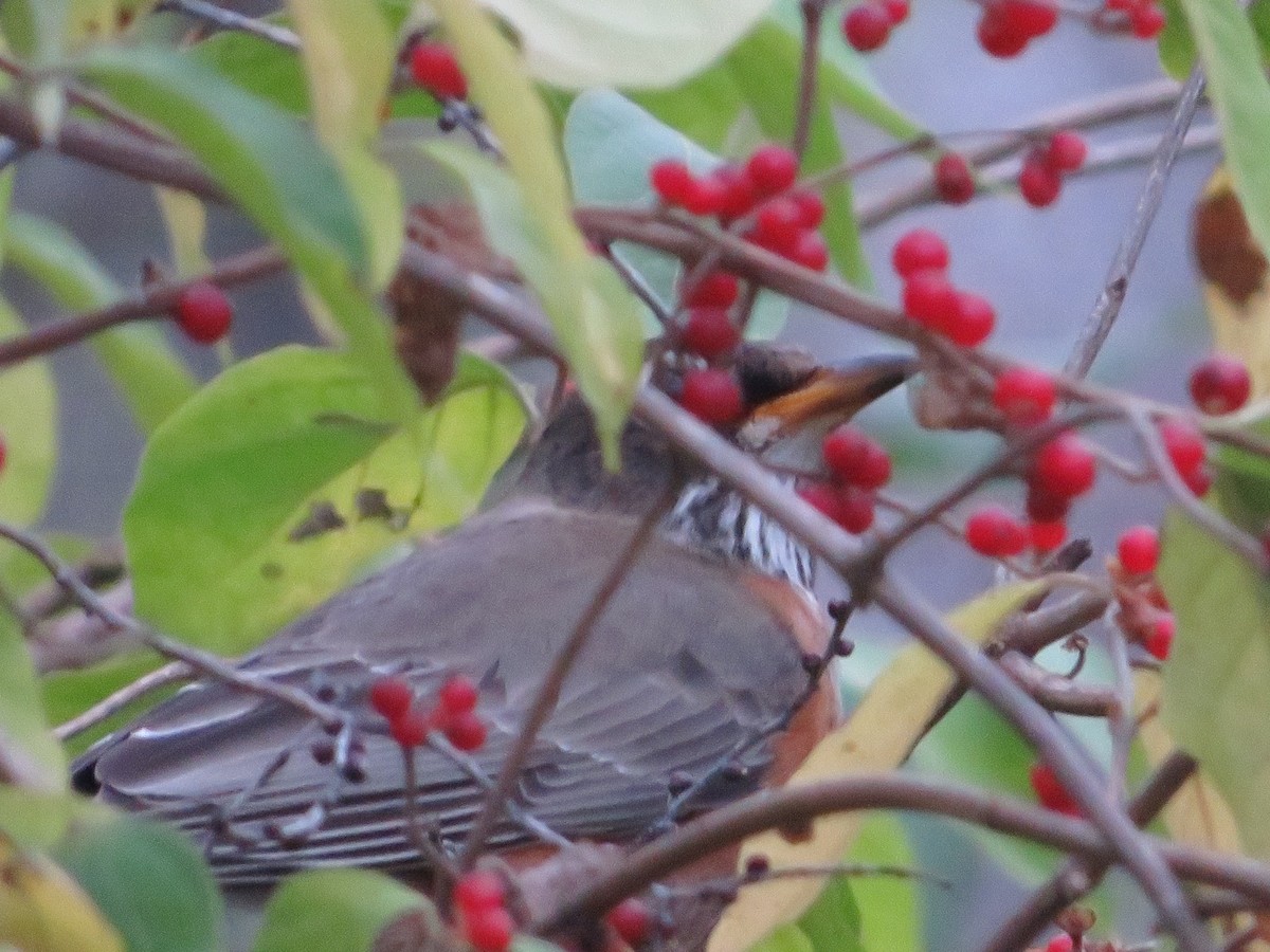 American Robin - ML645746255