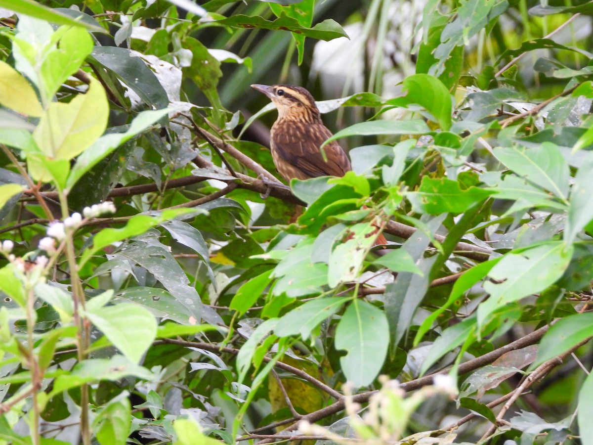 Pale-browed Treehunter - ML645746259