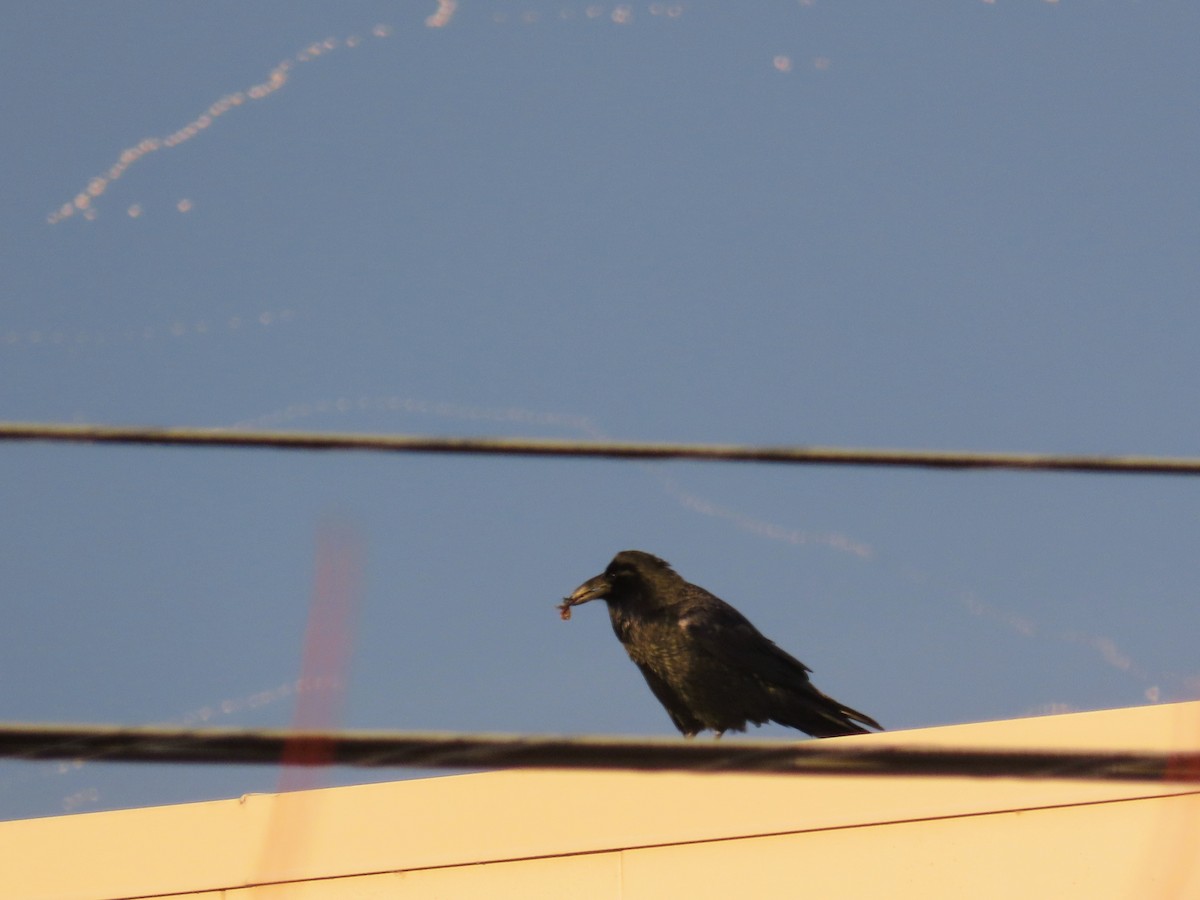 עורב שחור - ML645746260