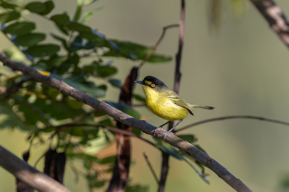 Todirostre à tête grise - ML645746266