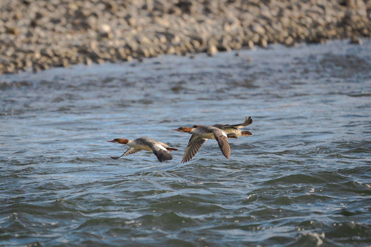 Common Merganser - ML645746271