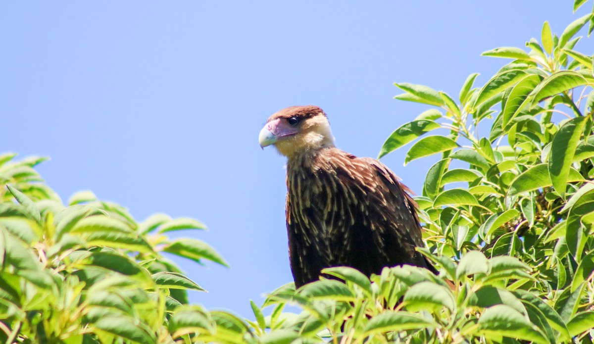 Crested Caracara - ML645746272