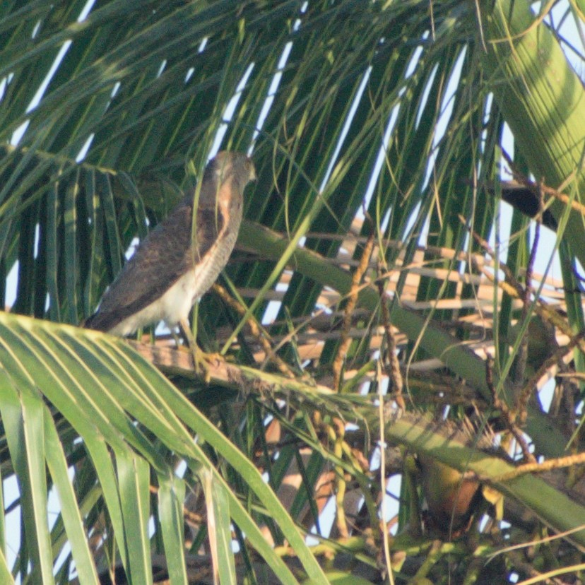 Shikra - ML645746276