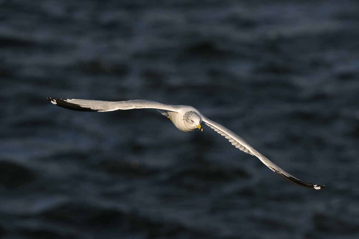 Ring-billed Gull - ML645746282