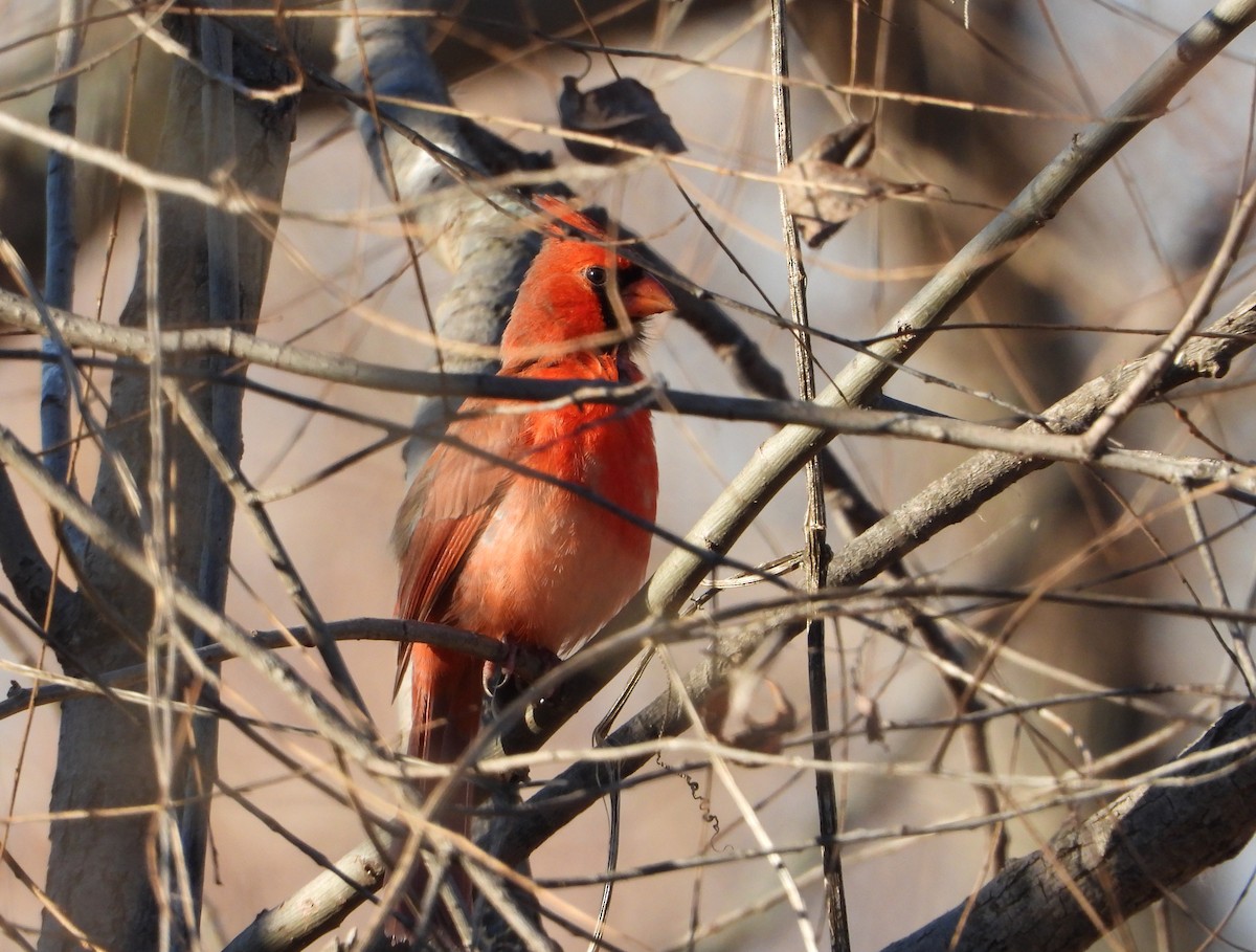 Northern Cardinal - ML645746283