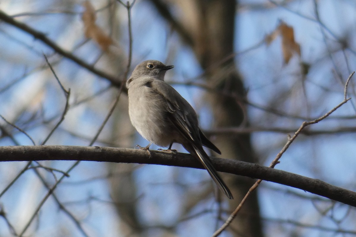 Townsend's Solitaire - ML645746284