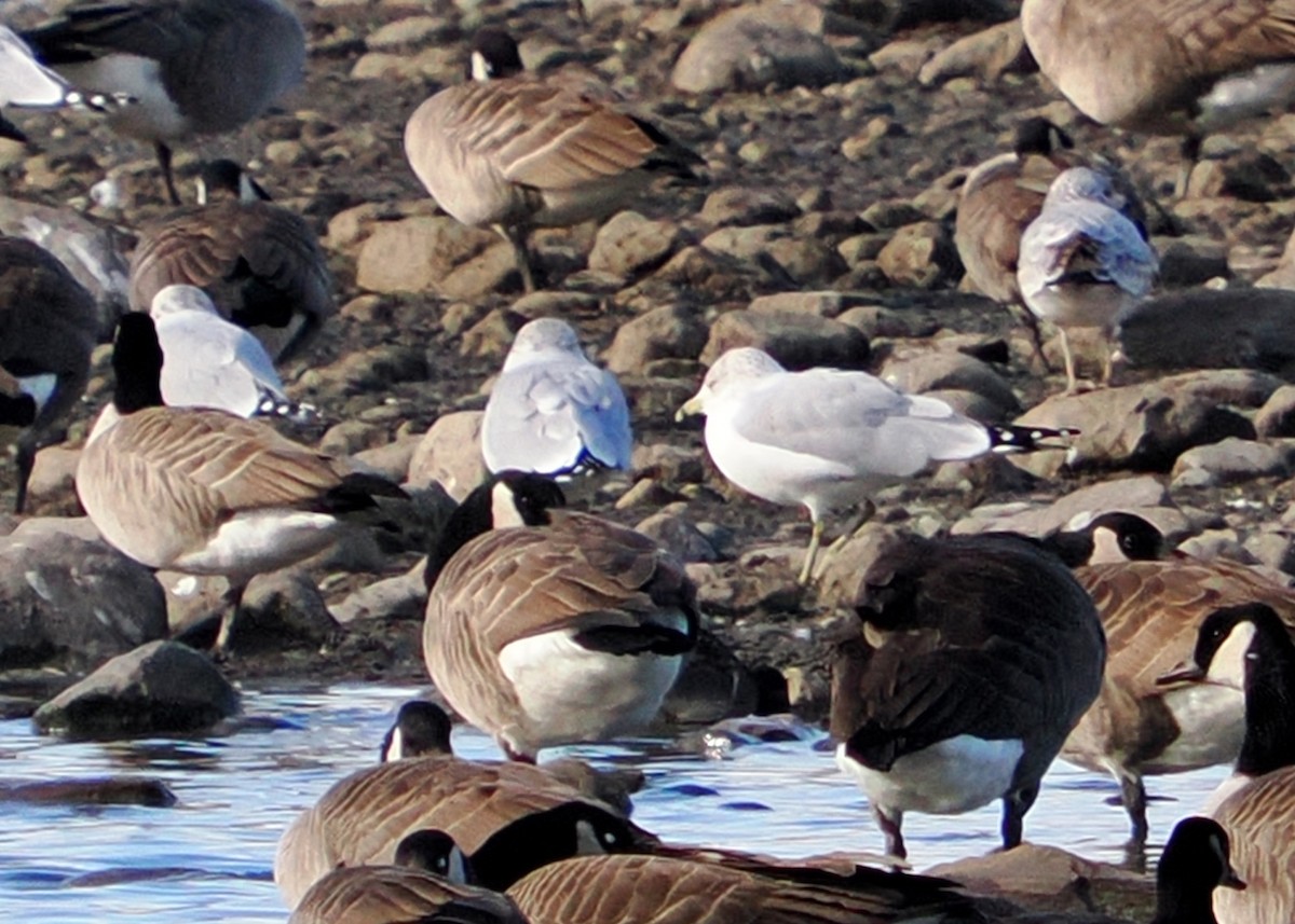 Ring-billed Gull - ML645746285