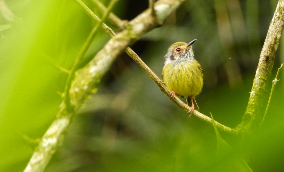 Eared Pygmy-Tyrant - ML645746286