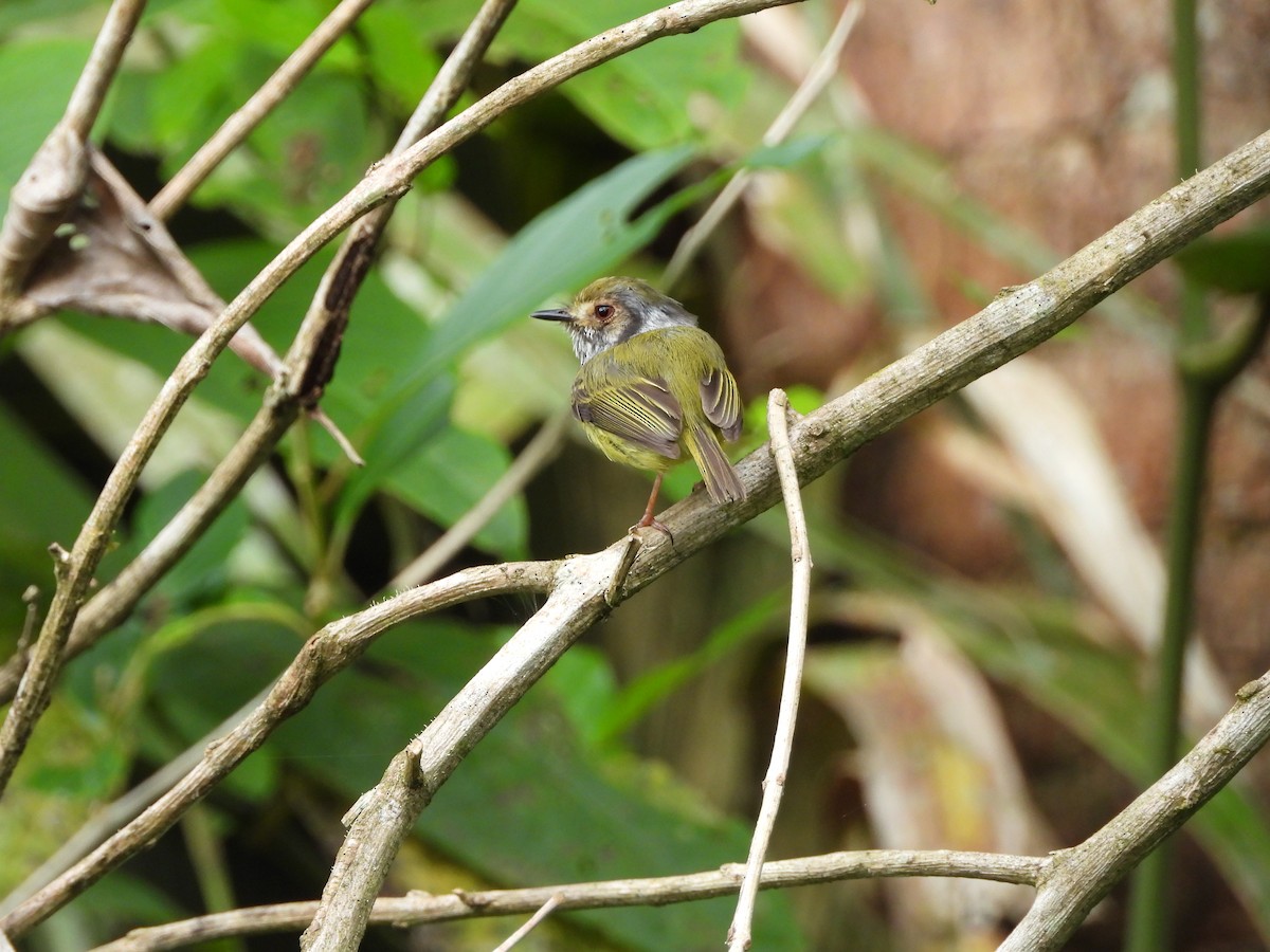 Eared Pygmy-Tyrant - ML645746287